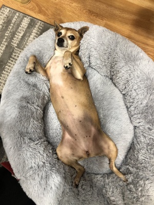 гнездо №1 (мех плюш) серый