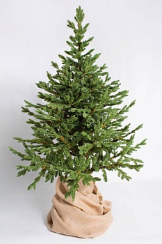 ель комнатная датская (1,5 м) распродажа..
